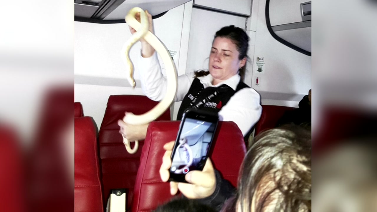 Snake found on a plane